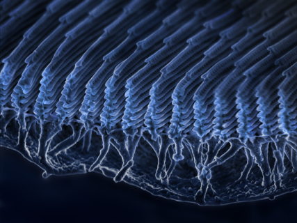 Towards entry "CRC1411 Researchers Collaborate with GEO Magazine"